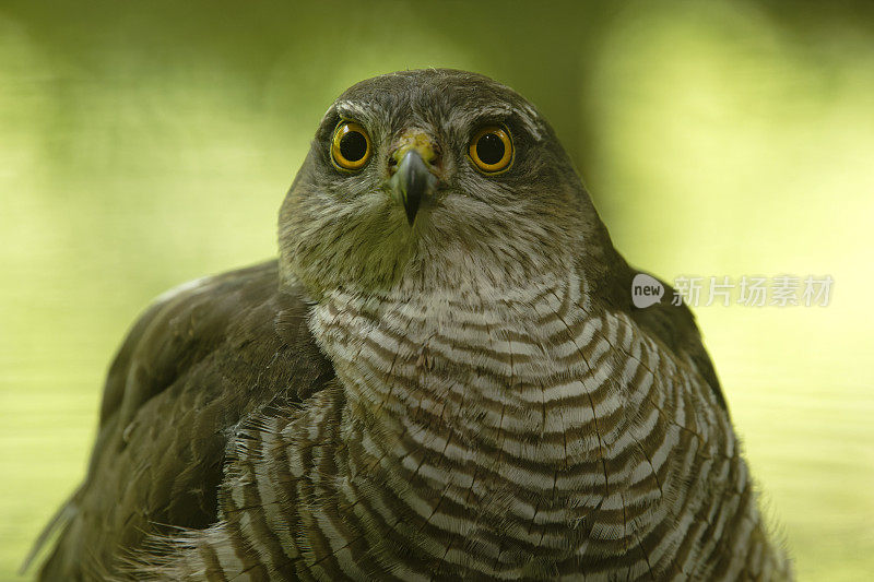 欧亚雀鹰(学名:Accipiter nisus)